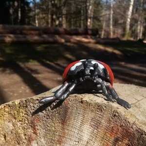 Jiřina na vrcholu Nad Jízdarnou (5.4.2026 10:36)