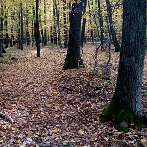 Jiřina na vrcholu Kamenný vrch (26.10.2021 10:00)
