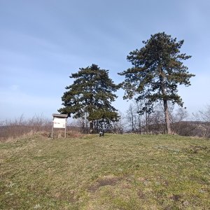 Panda toulavá on the summit of Hradisko (10.3.2026 9:15)