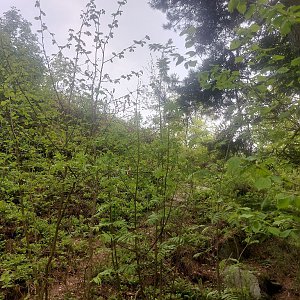 Cyklista 73 on the summit of Tumberg (20.5.2023 17:31)